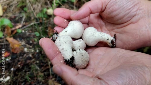 Hand holding many fresh wild puffball mushrooms