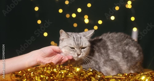 A gray, beautiful British shorthair cat on a blanket in a home environment with bokeh in a Christmas cap
