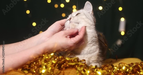 A gray, beautiful British shorthair cat on a blanket in a home environment with bokeh in a Christmas cap
