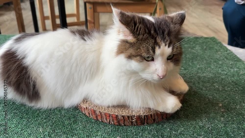 one beautiful cat  at home
