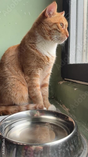 one beautiful cat  at home
