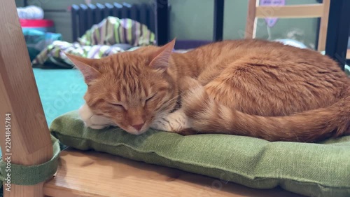 one beautiful cat  at home
