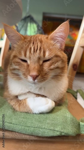 one beautiful cat  at home
