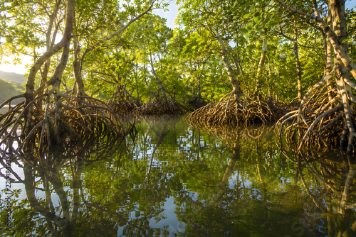 Mangrove trees growing in tranquil water with complex roots reflected clearly on smooth calm surface in scenic natural swamp forest