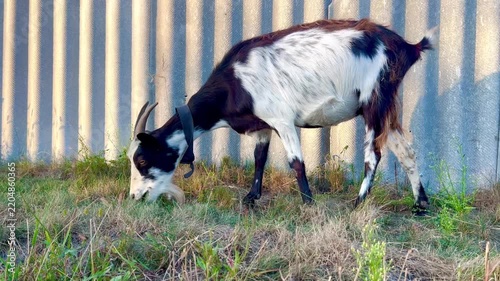 Black and white goat grazing on grass beside a corrugated metal wall. Rural farm scene illustrating livestock feeding, animal husbandry and agricultural management.