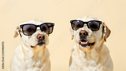 Cool Canines: Two golden labradors sporting stylish sunglasses, exuding a cool and fun-loving vibe on a warm, sunny day. A perfect representation of summer leisure and canine companionship.
