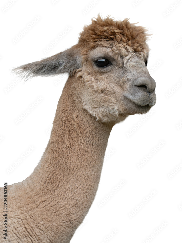 Obraz premium Portrait of an alpaca on a white background.