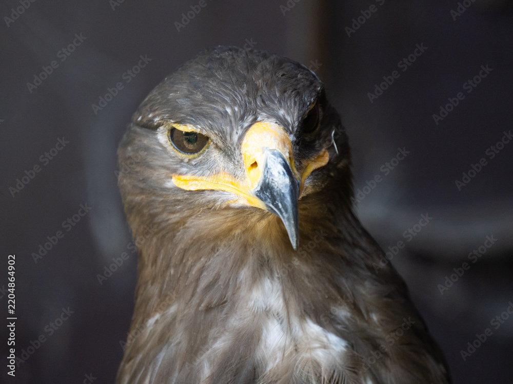 Fototapeta premium Close-up portrait of a steppe eagle with dark background.
