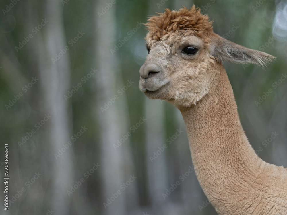 Obraz premium Portrait of an alpaca against a blurred forest background.