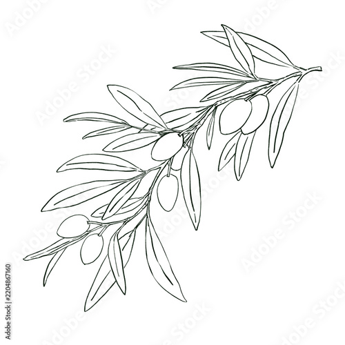 Olive branch Hand drawn illustration in line art style. Minimalist botanical ink illustration for packaging, labels, branding, prints, stationery, textiles, wall art, and coloring pages.