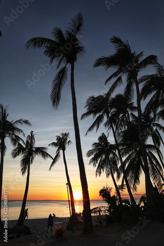 palm trees at sunset
