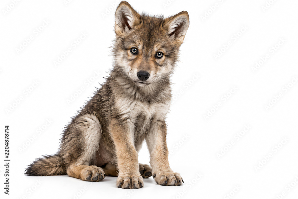 Obraz premium Cute young wolf pup sitting calmly on a clean white background and looking directly at the camera with an expressive face