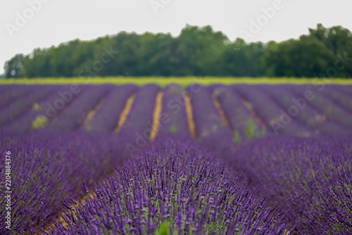 Lavender field rows stretching into the distance with green trees in the background under a cloudy sky