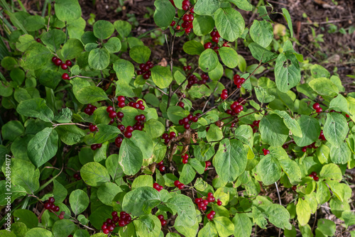 Lonicera xylosteum plant displaying vibrant red berries amidst lush green leaves in a natural habitat setting during early summer