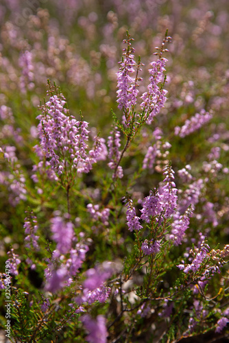 Close-up shot with shallow depth of field of blooming wild heather (Calluna vulgaris) featuring delicate purple flowers on slender stems, creating a soft, blurred floral background in natural sunlight