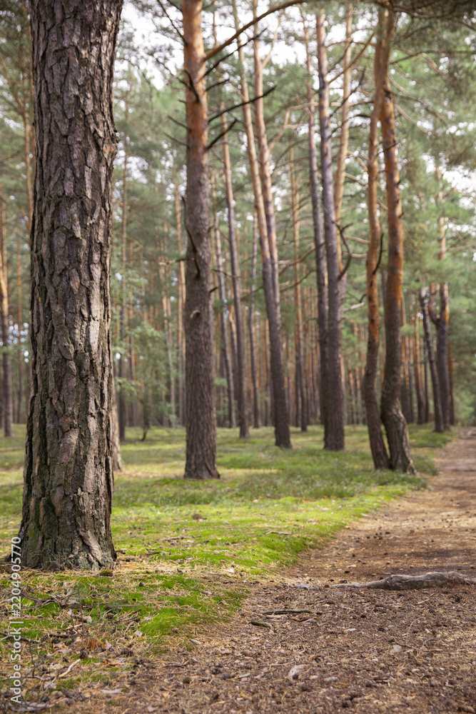 Fototapeta premium A quiet pine woodland with tall trunks and patches of sunlight filtering through the trees, creating a natural green forest environment with a peaceful atmosphere suitable for travel, hiking, ecology,