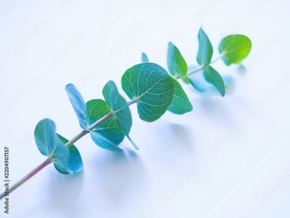 Fototapeta premium Eucalyptus Branch on White