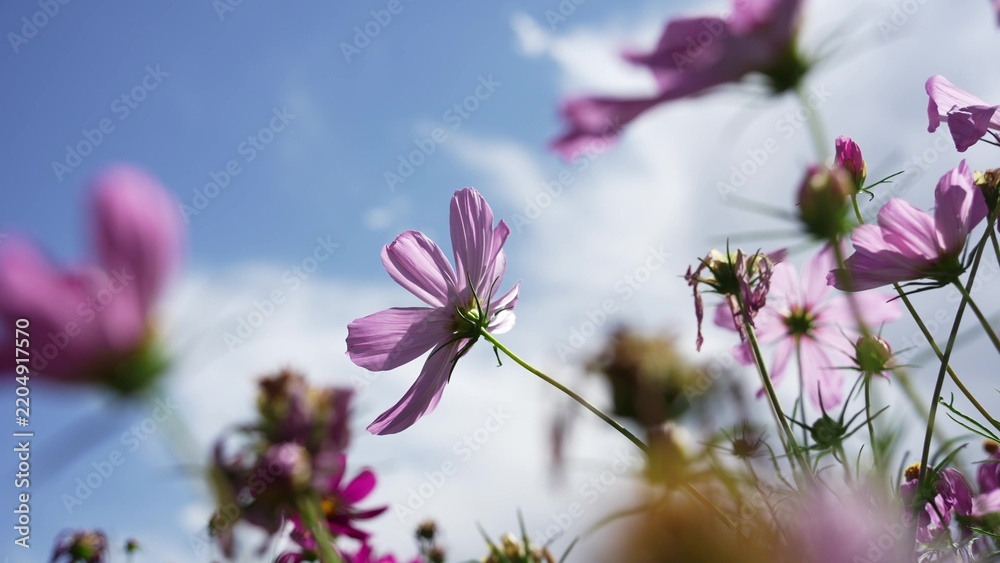Obraz premium pink and purple cosmos flowers against blue sky