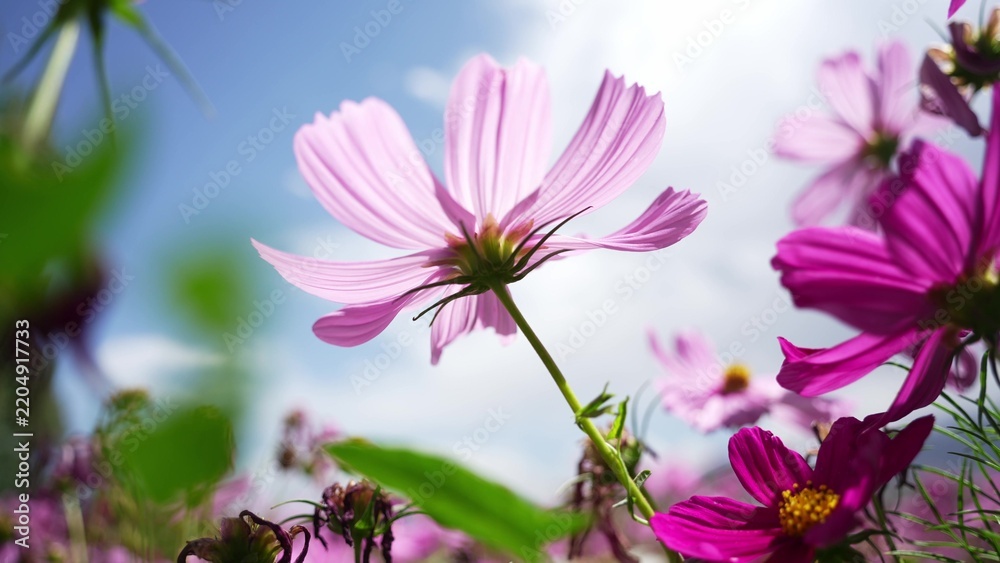 Obraz premium close up of pink cosmos flowers against blue sky