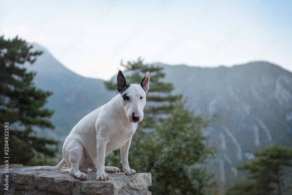 Fototapeta premium White Bull Terrier standing on an old stone wall with pine trees and rugged mountains in the background