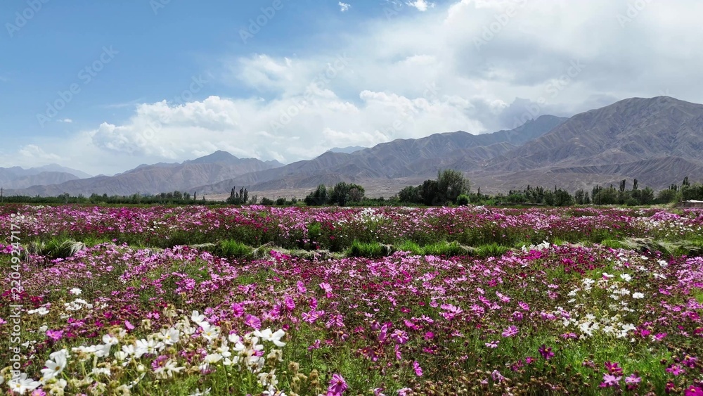 Obraz premium Pink and white cosmos flowers blooming in a vast field with distant mountains