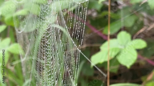 Web of spider close up in morning light with leaves behind nature and insect shout UK 4K