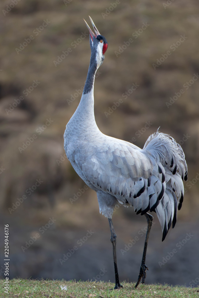 Obraz premium Singing Crane Standing on Meadow Hornborgasjön Nature Reserve