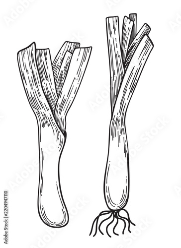 Hand drawn vector graphics of two leeks. The leeks are depicted with detailed textures and roots, showcasing their elongated shape and green tops.
