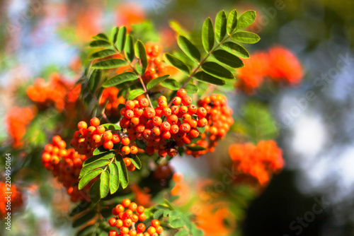 Rowan trees with berries, close-up