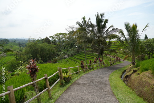 Canvastavla Risaie in Indonesia