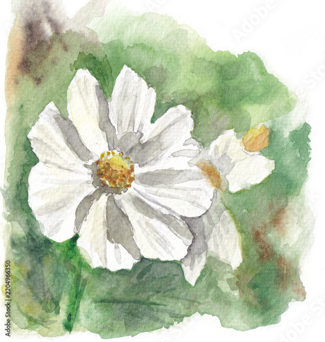 hand drawn watercolor sketch of Cosmos flowers