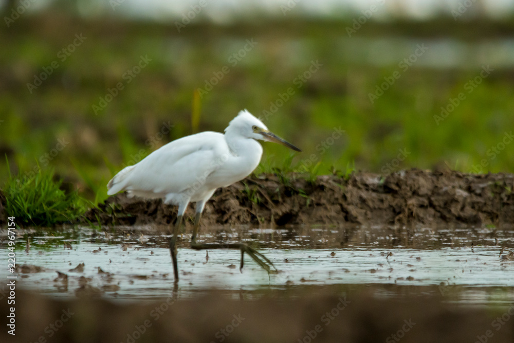 Obraz premium Little Egret standing gracefully in shallow wetland water, highlighting its immaculate white feathers and slender black legs while exploring its natural feeding habitat.