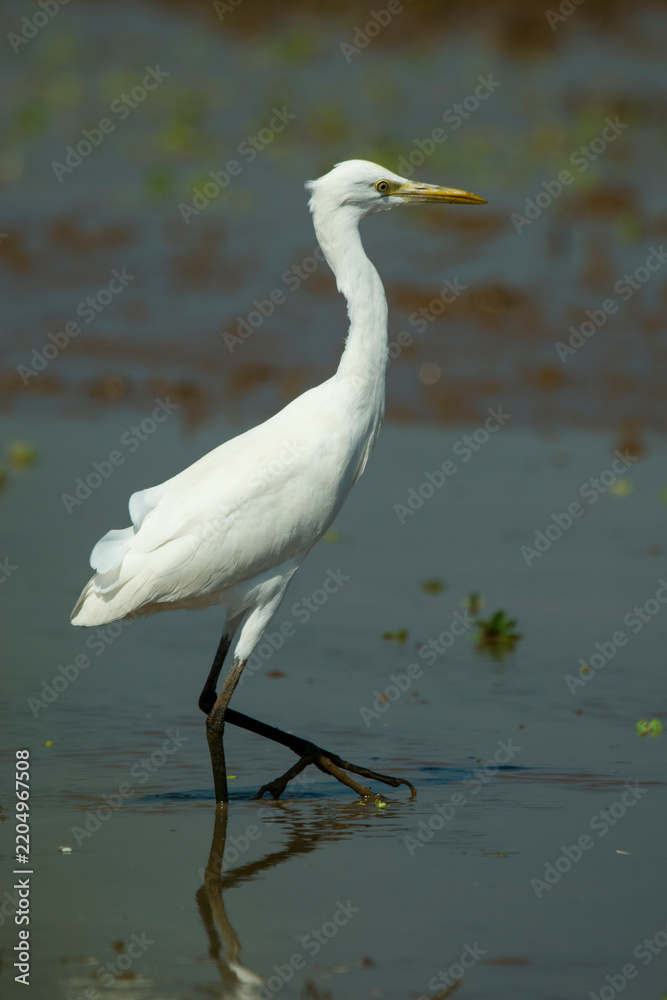 Obraz premium Slender Little Egret standing in shallow wetland water, showcasing its pure white plumage and long black legs while gracefully searching for food under bright daylight.