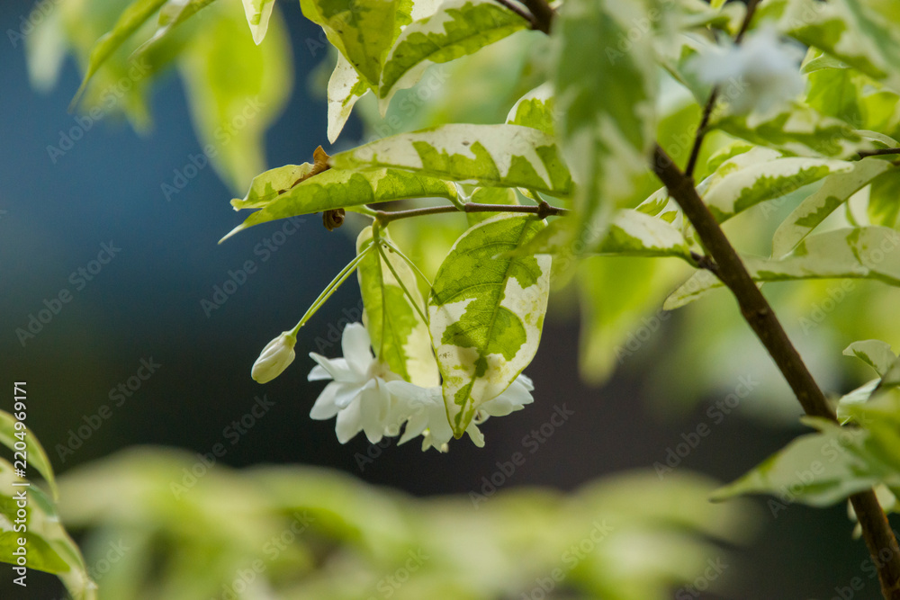 Obraz premium Tiny white water jasmine flowers, Wrightia religiosa, bloom delicately under variegated green and cream leaves, hanging gracefully from a slender branch in soft morning light.
