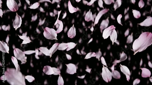sakura petals falling gently down against a dark background