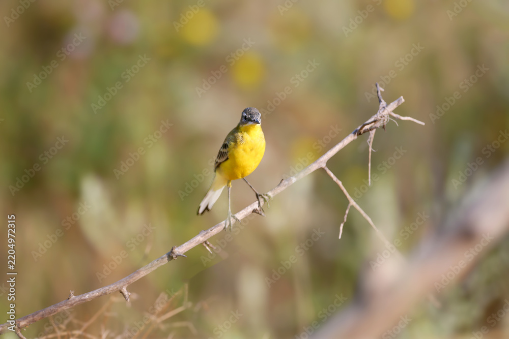 Obraz premium Western Yellow Wagtail (Motacilla flava) perched on a thin bare branch.