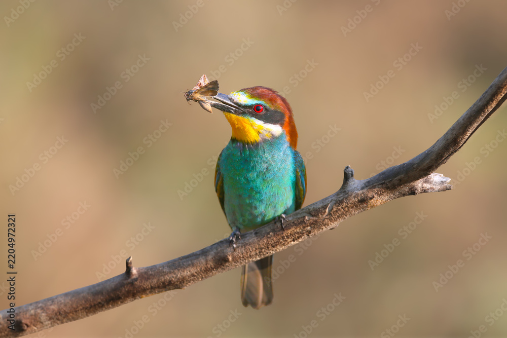 Obraz premium European Bee-eater (Merops apiaster) perched on a branch holding a moth in its beak.
