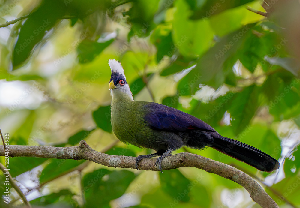 Obraz premium The white-crested turaco (Tauraco leucolophus) is a bird belonging to the family Musophagidae within the group Otidimorphae.