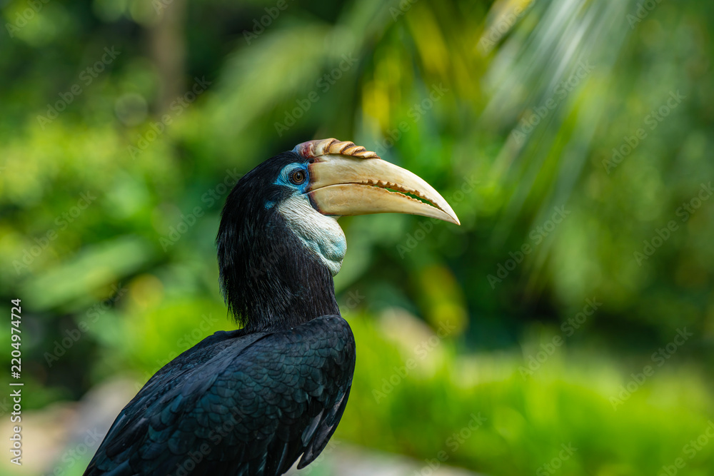 Obraz premium The female Blyth's hornbill (Rhyticeros plicatus) is a large hornbill inhabiting the forest canopy in Wallacea and Melanesia. Its local name in Tok Pisin is kokomo.