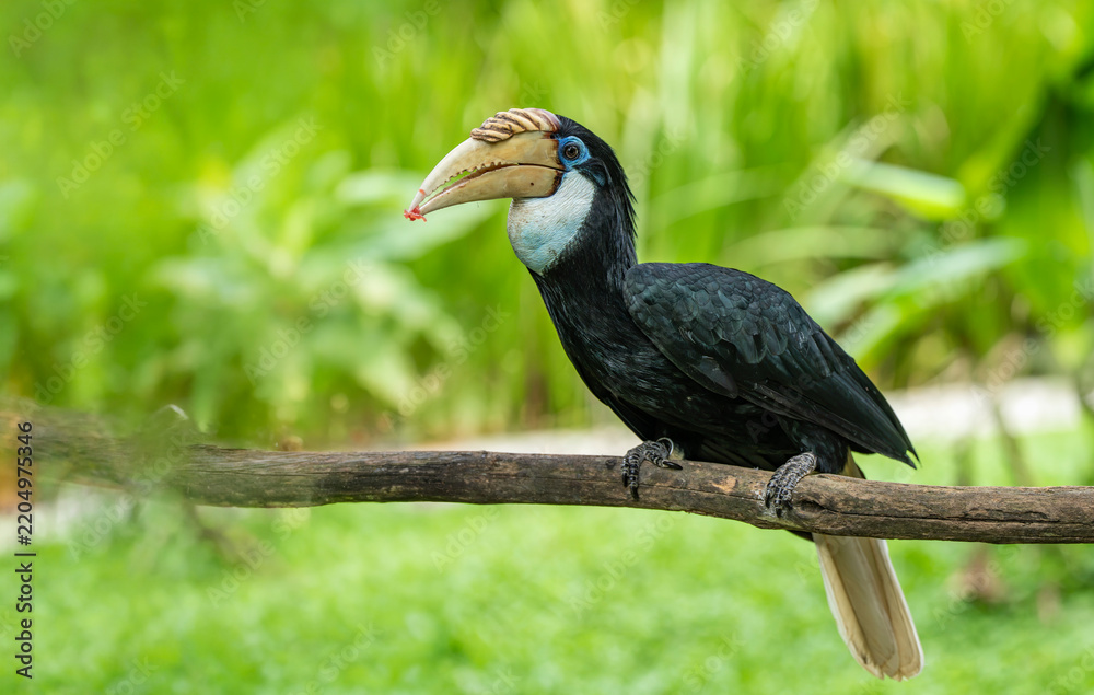 Fototapeta premium The female Blyth's hornbill (Rhyticeros plicatus) is a large hornbill inhabiting the forest canopy in Wallacea and Melanesia. Its local name in Tok Pisin is kokomo.