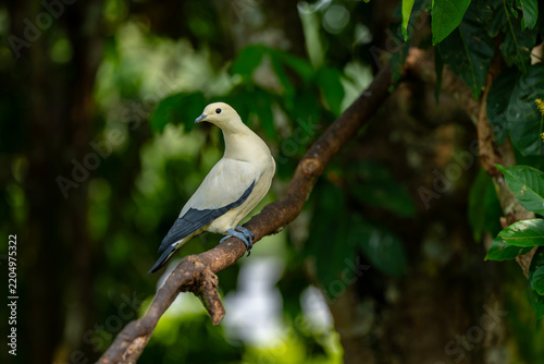Fotografía A wildlife photograph of a pied imperial pigeon (*Ducula bicolor*), taken in the city of Kota Kinabalu in the Malaysian state of Sabah