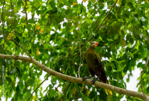 Green oropendola, Psarocolius viridis with pale bill with an orange tip sits on the tree branch. Close up