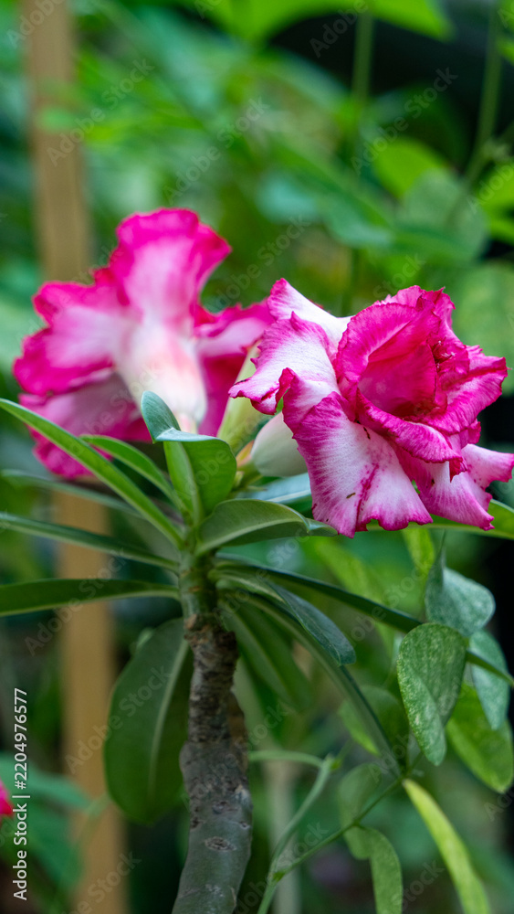 Fototapeta premium Double petal Adenium or Desert Rose blooming vertical photo 1