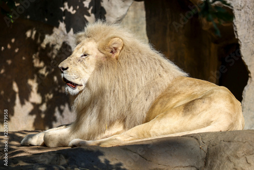 African Lion Resting on a Rock in Warm Sunshine