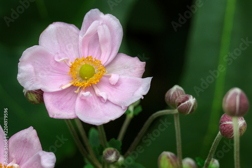 Pink Japanese Anemone Flower with Yellow Stamens