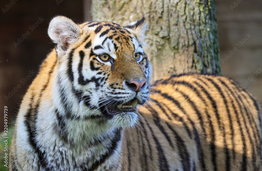 Obraz premium Siberian Tiger Standing with Mouth Open and Looking Surprised