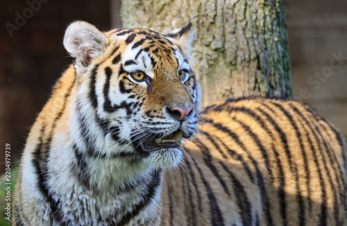 Siberian Tiger Standing with Mouth Open and Looking Surprised