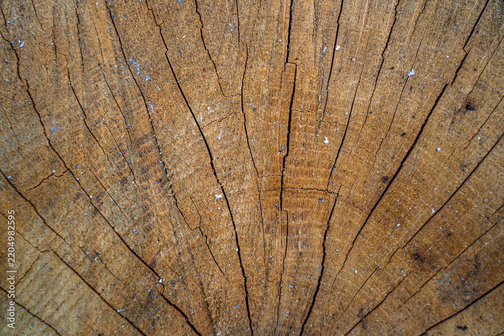 Fototapeta premium Macro texture of weathered tree stump cut surface with radial cracks and growth rings, showing aged natural timber detail.
