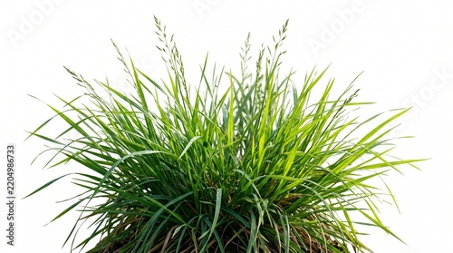 Emerald meadow turf tuft with dewy blades on pure white wide format