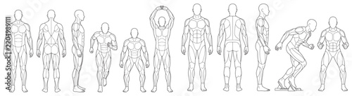 Athletic Human Anatomy Line Art, Muscular Male Body Proportions, and Fitness CAD Vector Set 